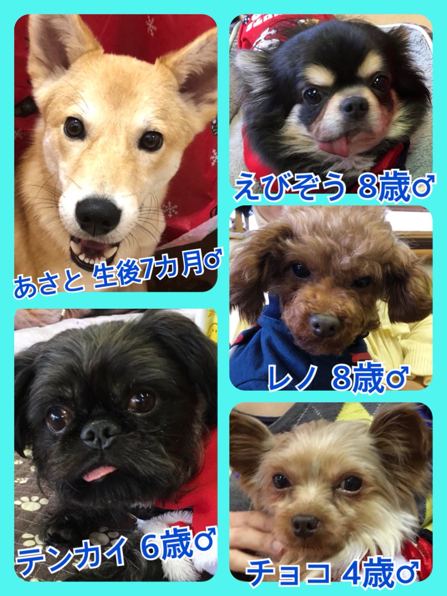 🐾今日の里親様募集中ワンコ🐶メンバーです🐾2019,12,27